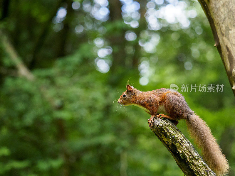 苏格兰红松鼠(Sciurus vulgaris)